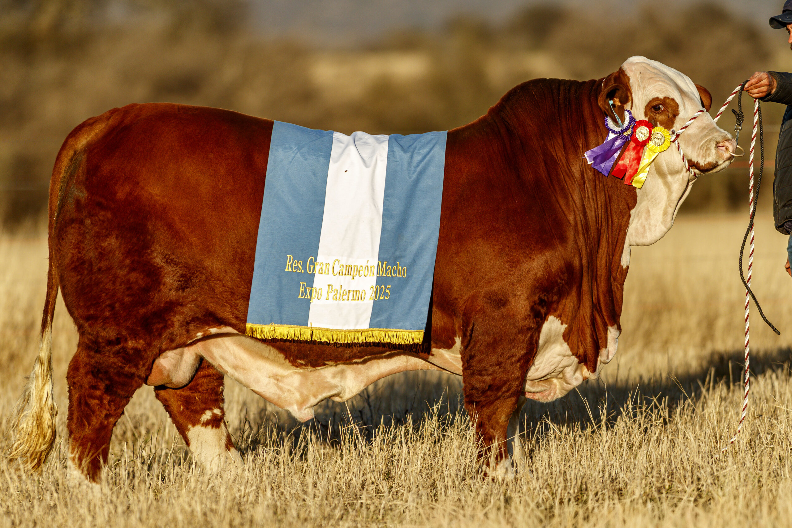 Elecciones - Macho Fidel - 55